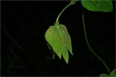 Dalechampia scandens var. velutina